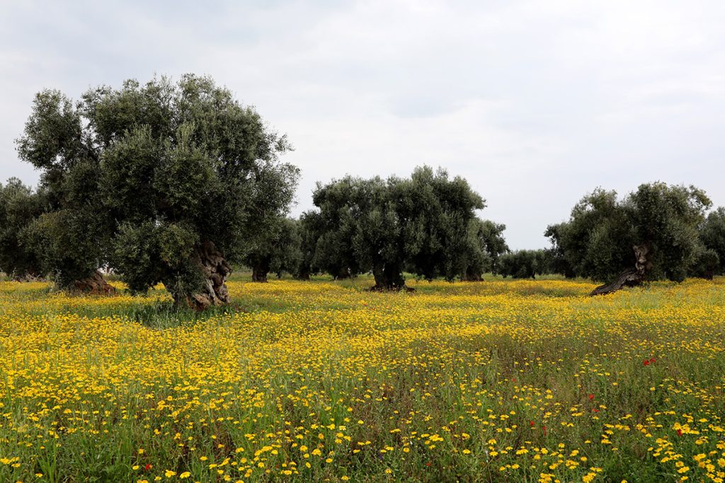 La risposta è nel vento